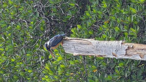       Colourful kingfisher perched on a weathered wooden post against dense mangrove foliage.
  