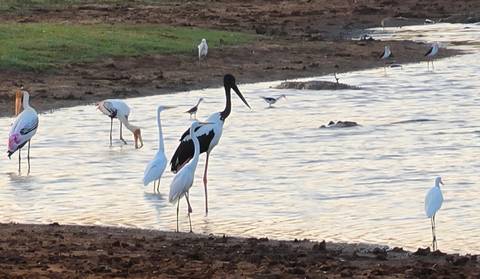       Assortment of wading birds feeding in a shallow waterhole at dusk.
  