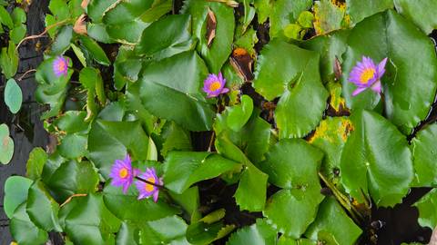       Vibrant purple water lilies and broad green leaves floating on a pond surface.
  