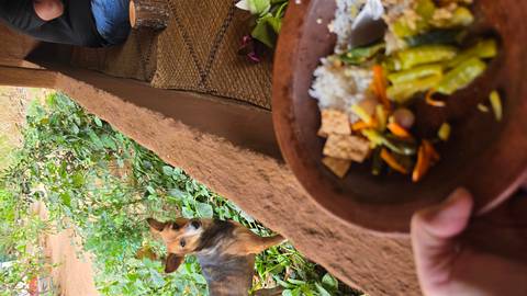       A rustic open-air dining scene with a clay bowl of rice and mixed vegetable curry held in the foreground while a curious brown dog stands beside a mud wall overlooking green foliage.
  