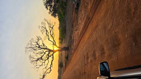       Sunset over a red dirt safari track with a lone leafless tree silhouetted against the golden sky, vehicle mirror visible at left.
  