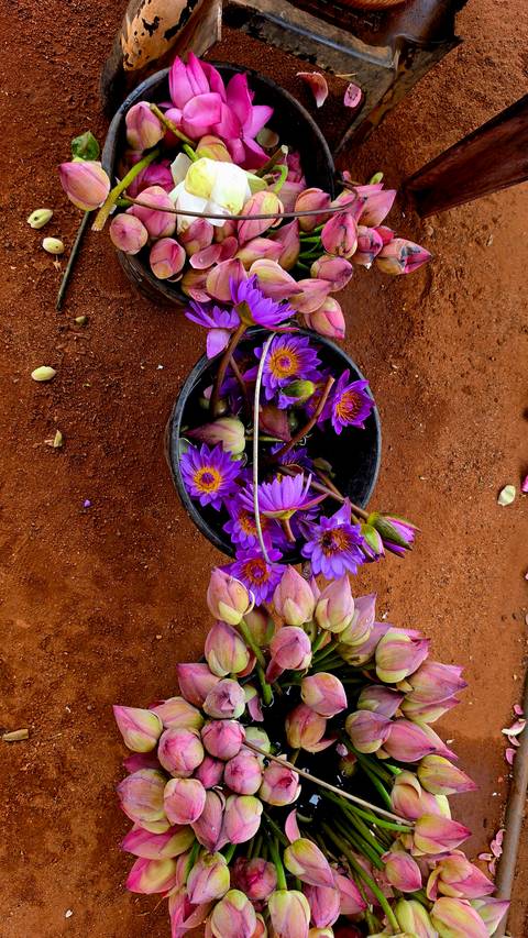       Top-down shot of a black pot filled with vivid purple lotus flowers resting on rich red earth.
  