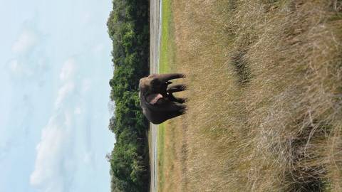       A lone Asian elephant walks through tall golden grass with a verdant forest backdrop and blue sky.
  