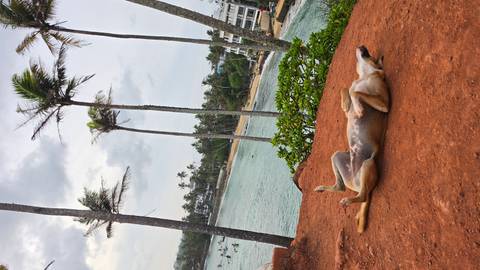       A relaxed dog rolls on a red earth cliff overlooking a calm bay fringed with palms and surf.
  