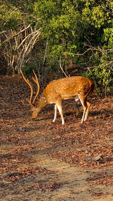       Close-up of a spotted deer with impressive antlers grazing on a forest floor covered in dry leaves.
  