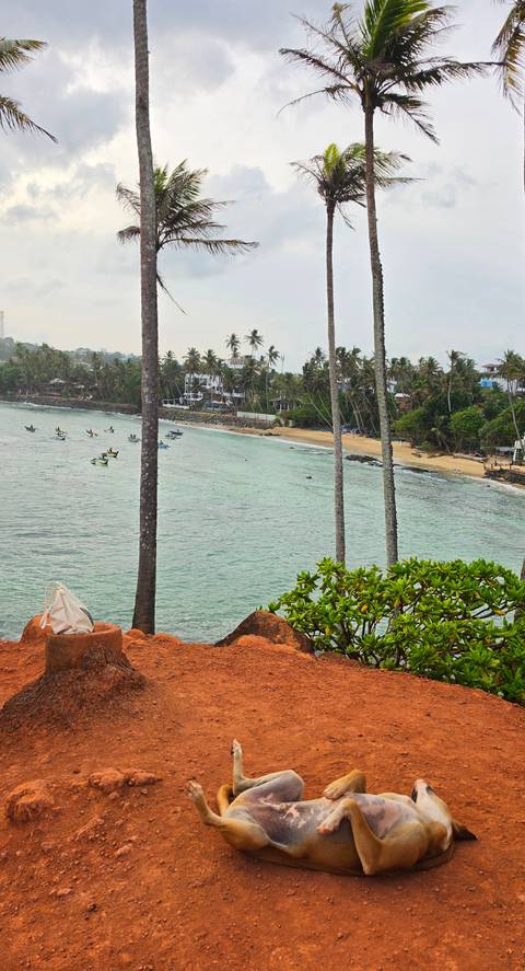       Panoramic view of a small surfing bay with pastel water, beach and palm trees seen between slender trunks.
  