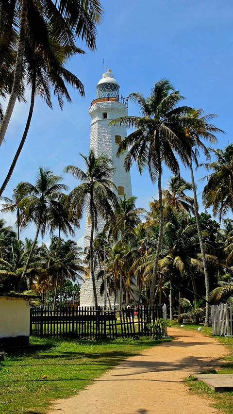       White lighthouse tower partly hidden among tall coconut palms under a bright blue sky.
  