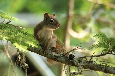       Close-up of a squirrel perched on a mossy branch in a sun-dappled forest.
  