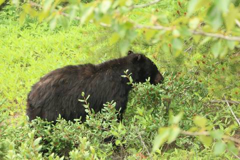       Black bear foraging among green shrubs at the edge of a forest.
  