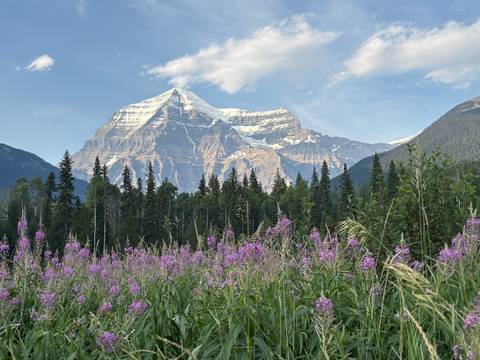       Wildflowers in the foreground with a towering, snow-capped Mount Robson rising behind dense forest.
  