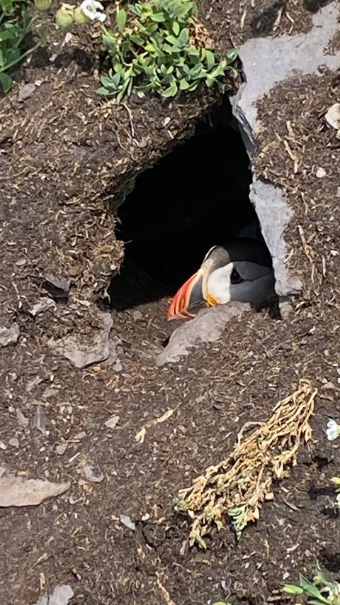       Puffin peeking out from its burrow with bright orange beak contrasting dark feathers.
  