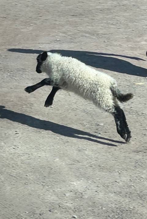       Cropped action shot of a young lamb leaping across a dusty ground.
  