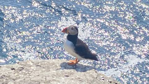       Atlantic puffin standing on a cliff edge with shimmering sea below.
  