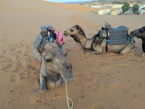       Morocco 7 Days Tour From Casablanca customer review photo 
  