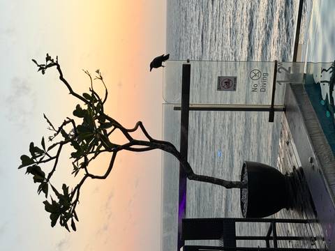       Photo d'avis client sur Best Touch of Sri Lanka 
  
