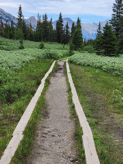       Narrow gravel hiking path bordered by wooden planks winding through lush green meadow.
  