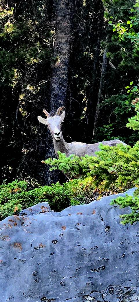       foto de reseña de cliente de Senderismo en las Montañas Rocosas canadienses y excursión en canoa 
  
