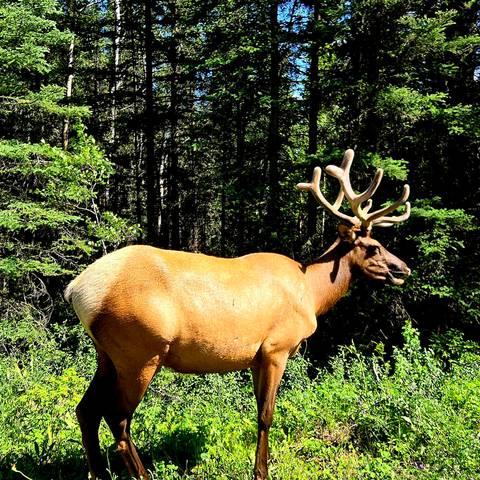       A majestic elk with velvet antlers stands at the edge of a forest in dappled sunlight.
  