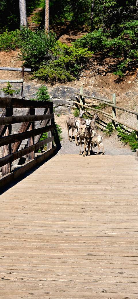       Family of bighorn sheep stands at end of a wooden bridge on a sunny trail.
  