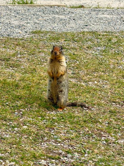       Curious ground squirrel stands upright on grassy terrain looking toward the camera.
  