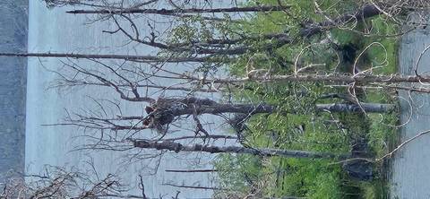       Distant bear perched high in a tree trunk near lake edge on gloomy day.
  