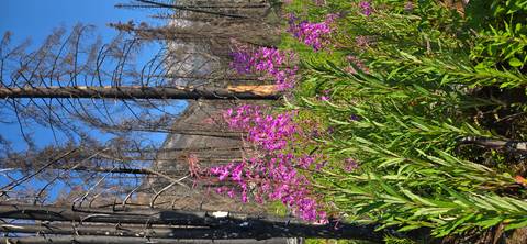       Bright pink wildflowers bloom amid charred trunks in a regenerating mountain forest under clear skies.
  