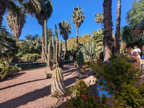       Lush cactus and palm garden with visitors strolling along gravel paths under a bright blue sky
  