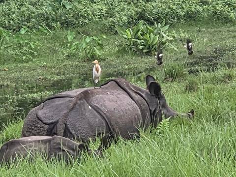       One-horned rhinoceros resting in grassy wetland with egret on its back.
  