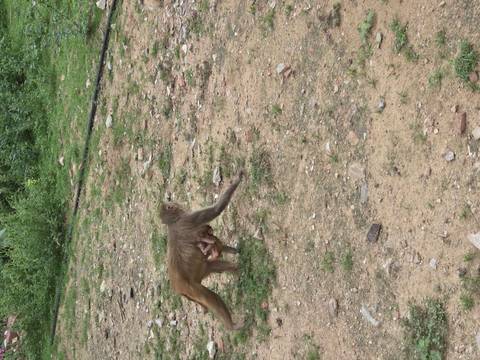       Monkey carrying infant walking across earthy ground in natural setting.
  