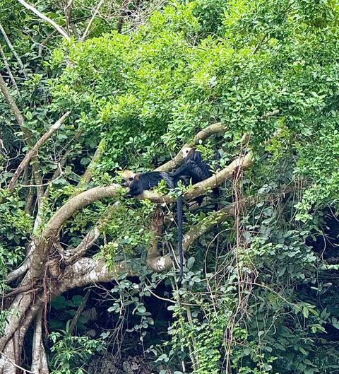       Two rare monkeys lounge on a thick tree branch in dense green foliage.
  
