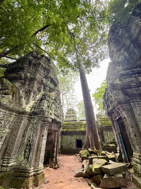       Towering tree rises between moss-covered Khmer temple ruins under a bright sky.
  