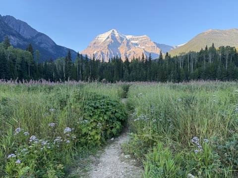       Wildflower meadow and forest with towering snow-capped peak under clear sky.
  