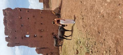       Traveler pets a donkey near a ruined desert wall with another donkey nearby.
  