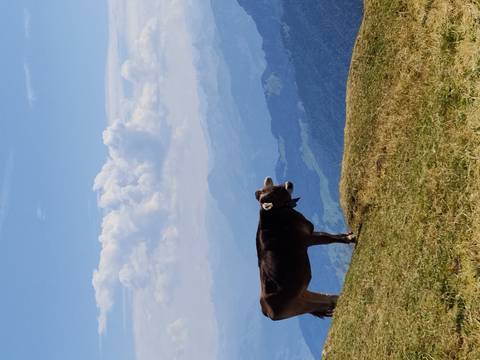       Brown cow stands on alpine meadow overlooking distant misty mountains.
  