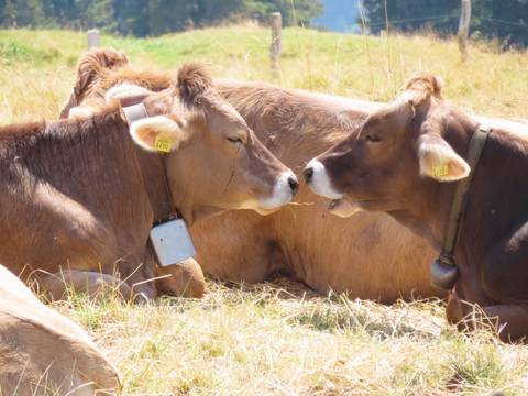      Close-up of two brown alpine cows resting face-to-face in a meadow.
  