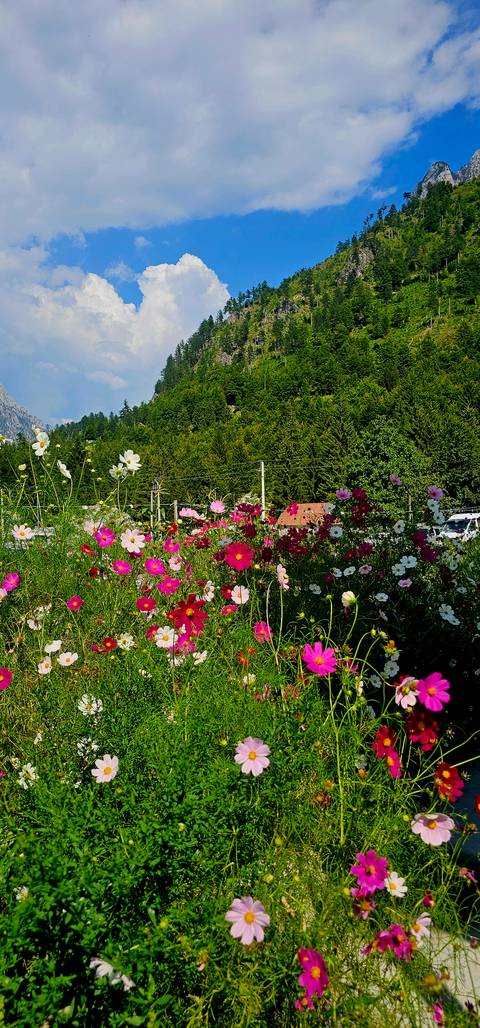       Bright wildflower bed with pine-covered hillside and rooftops in background.
  