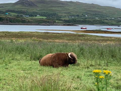       A shaggy Highland cow rests in a grassy meadow beside a tranquil sea inlet with fishing boats beyond.
  