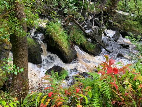       Foamy white water cascades over dark rocks amid lush green ferns and autumn foliage in a forest.
  