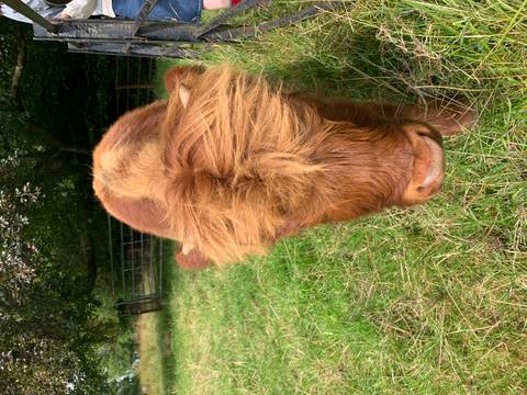       Close-up portrait of a young ginger Highland calf grazing in a grassy paddock.
  