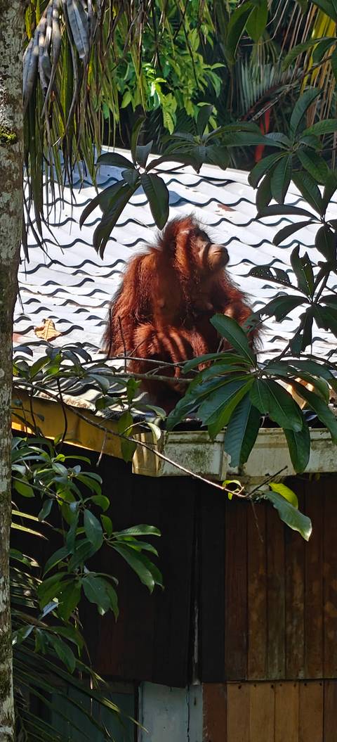       Orangutan sitting on a rooftop amid leafy branches
  