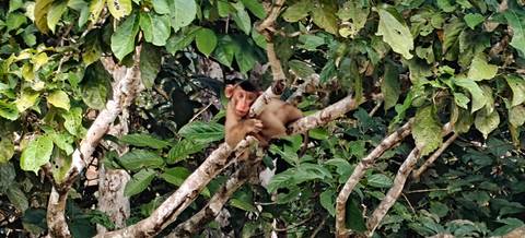       Baby macaque lying on branch amidst leafy jungle
  