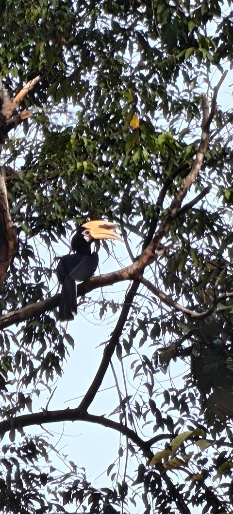       Great hornbill perched on tree branch with impressive yellow bill
  