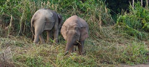       Two Borneo pygmy elephants feeding on tall grass along a jungle riverbank
  