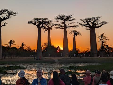       Silhouetted baobab trees lining a dirt track at sunset with visitors walking beneath the fiery sky.
  