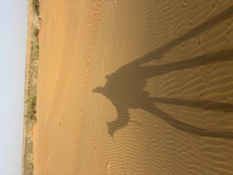       Long shadow of a camel and rider cast across rolling sand dunes in a desert landscape
  