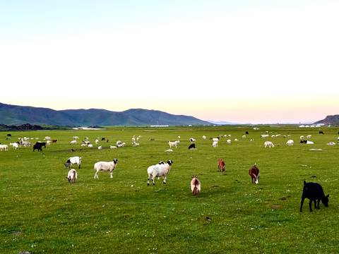       Vast green steppe dotted with grazing sheep and goats under pastel twilight sky.
  