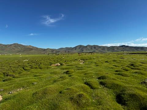       Expansive green steppe with textured moss hummocks beneath deep blue sky and distant hills.
  