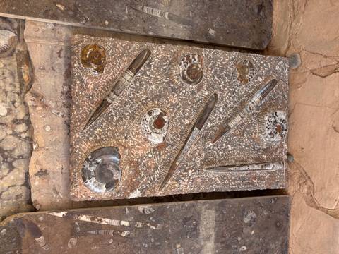       Stone slab featuring polished fossilised ammonites and orthoceras specimens on display.
  