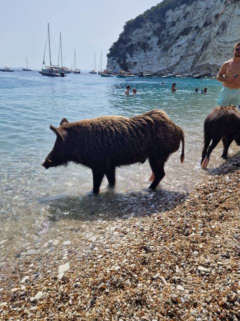       Wild boar wading in crystal-clear shoreline water beside pebble beach.
  