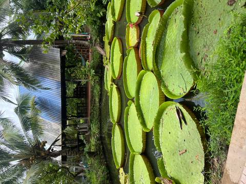       Large circular water lily pads float in a garden pond beside a rustic wooden pavilion.
  